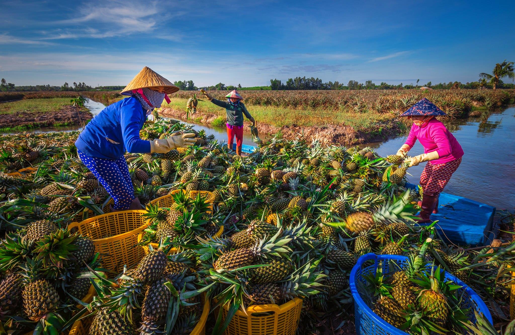 Món ăn ngon đặc sản Hậu Giang níu chân du khách